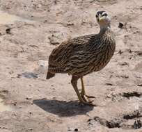 Image of Double-spurred Francolin