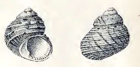 Image de Euchelus asper (Gmelin 1791)