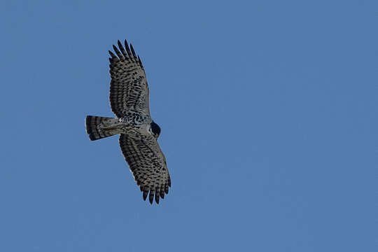 Image of Ayres's Hawk Eagle