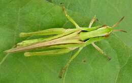 Image of Calephorops viridis Sjöstedt 1920