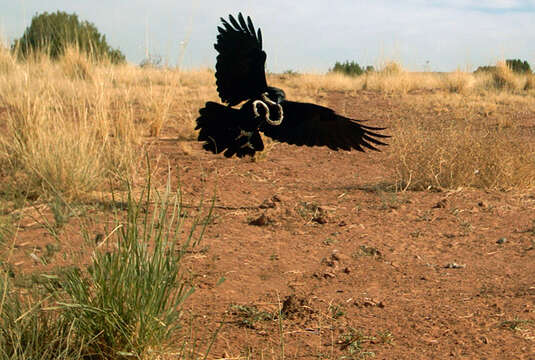 Image of Chihuahuan Raven