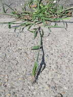 Image of hairy crabgrass