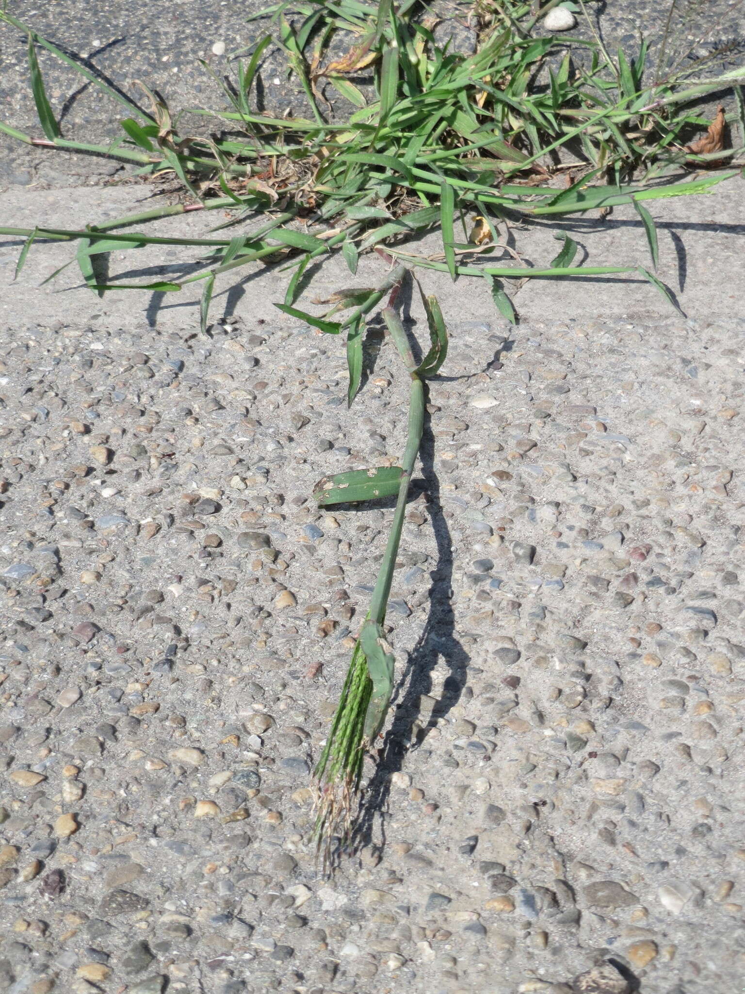 Image of hairy crabgrass