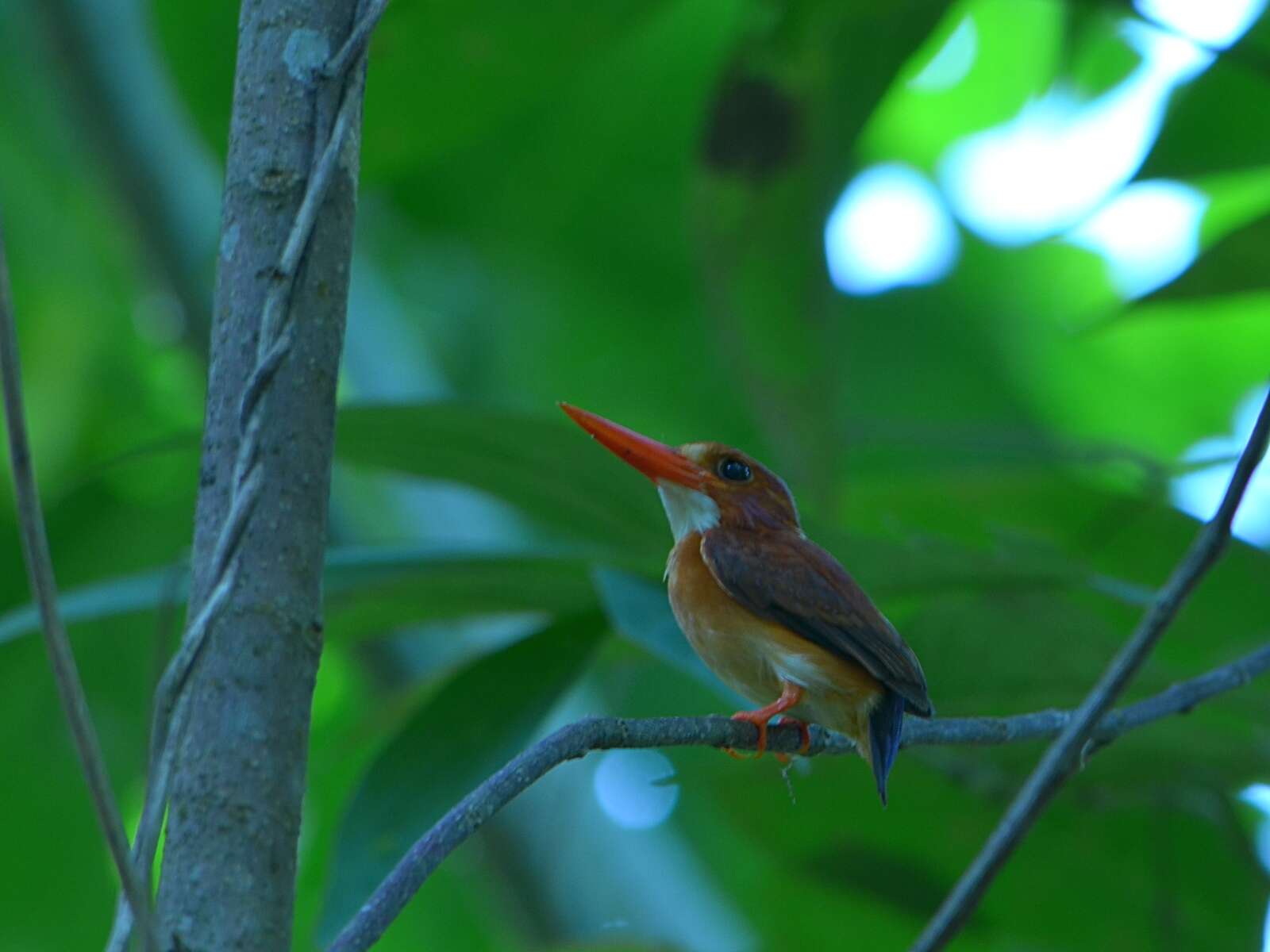 Image of Sulawesi Dwarf-kingfisher