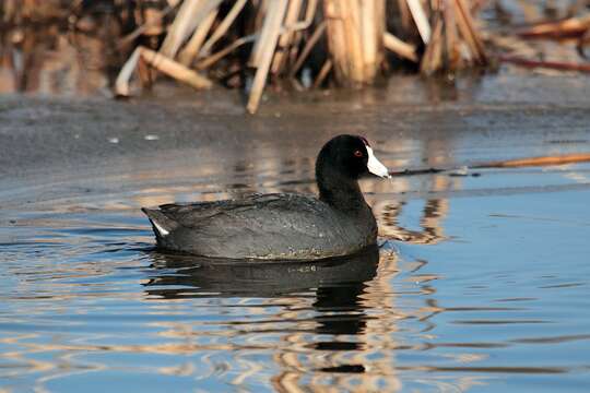 Image of Fulica Linnaeus 1758