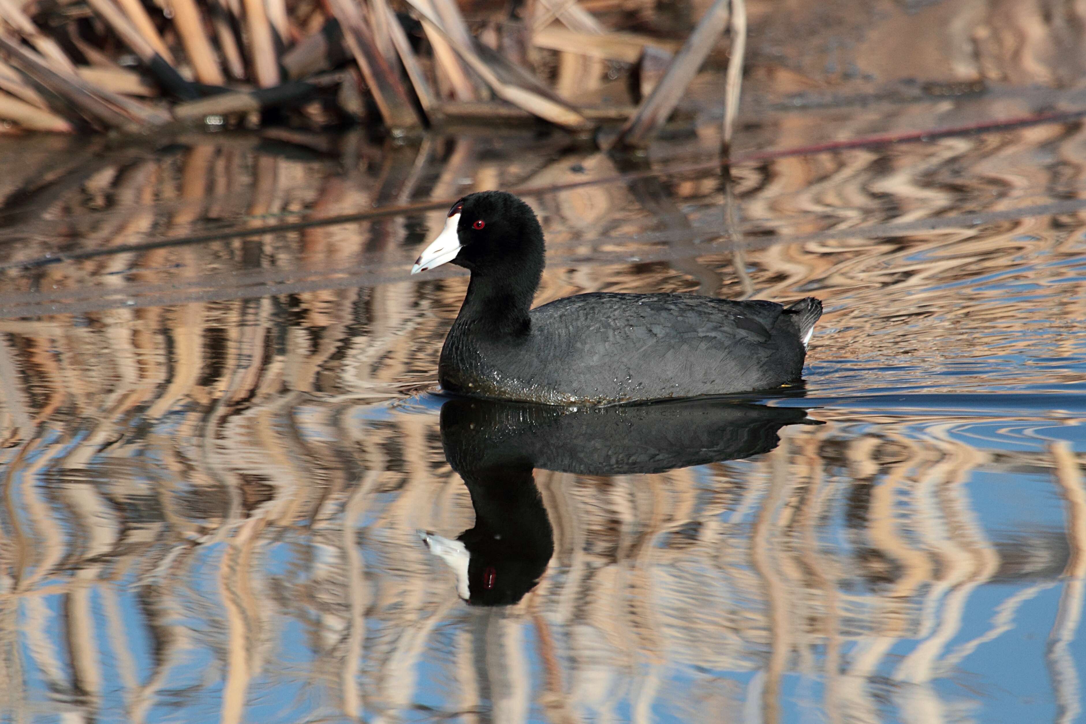 Image of Fulica Linnaeus 1758