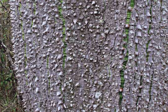 Image of Ceiba chodatii (Hassl.) P. Ravenna