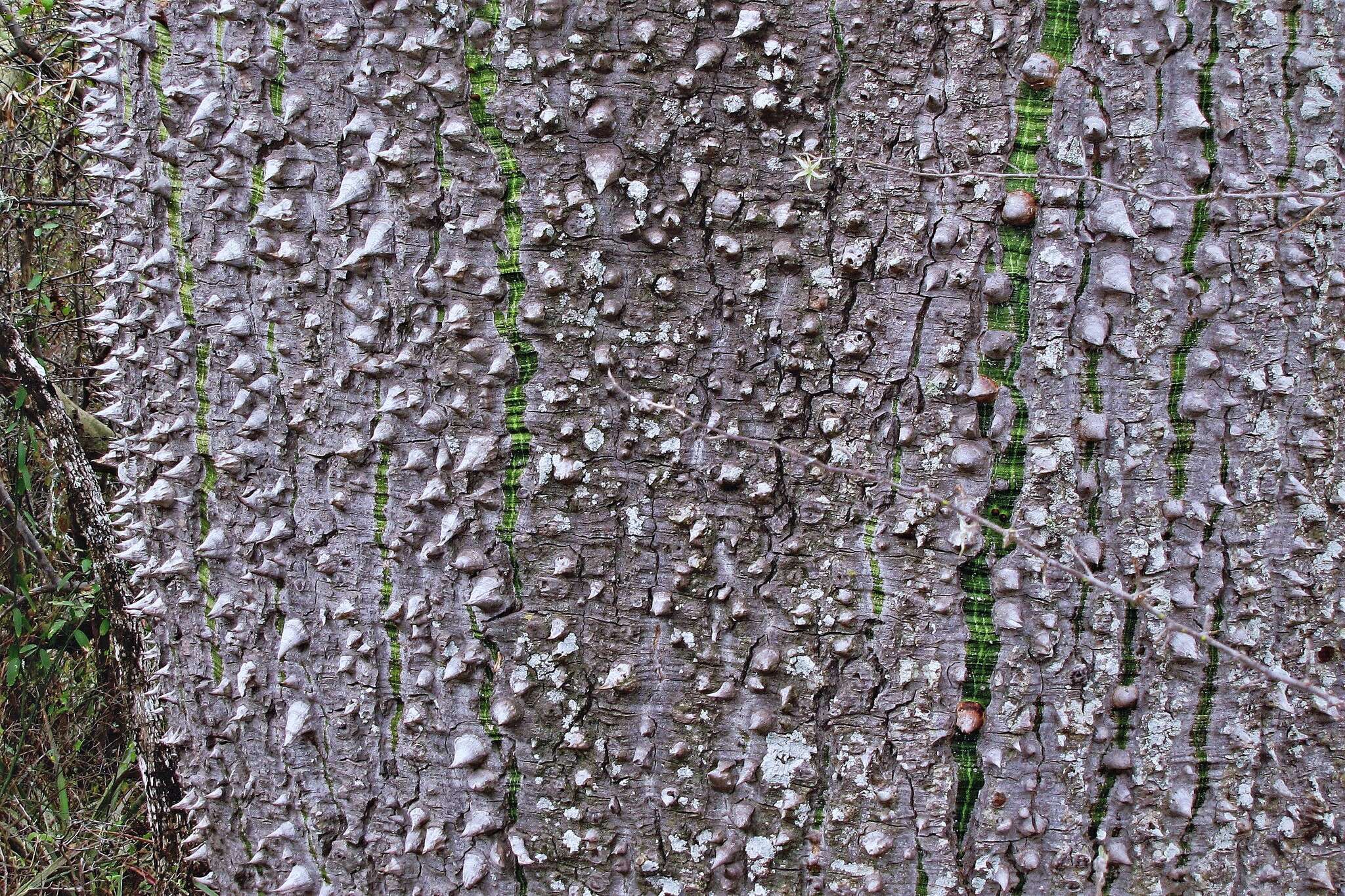 Image of Ceiba chodatii (Hassl.) P. Ravenna