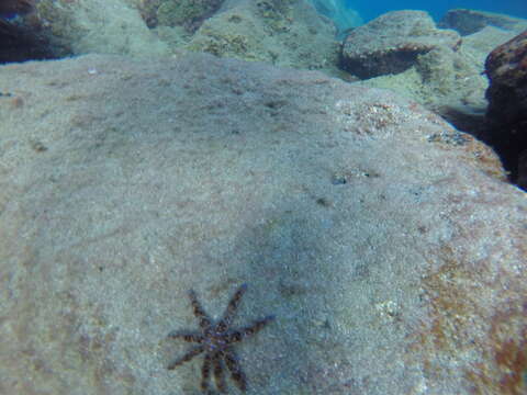 Image of white starfish