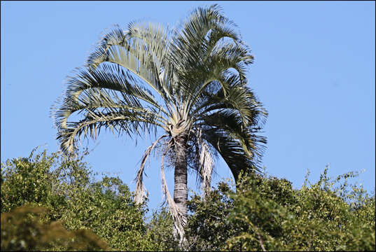 Image of Triangle palm