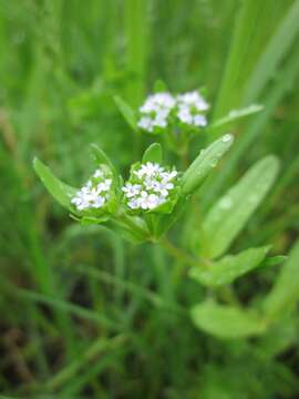 Image of Lewiston cornsalad