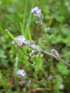 Image of strict forget-me-not