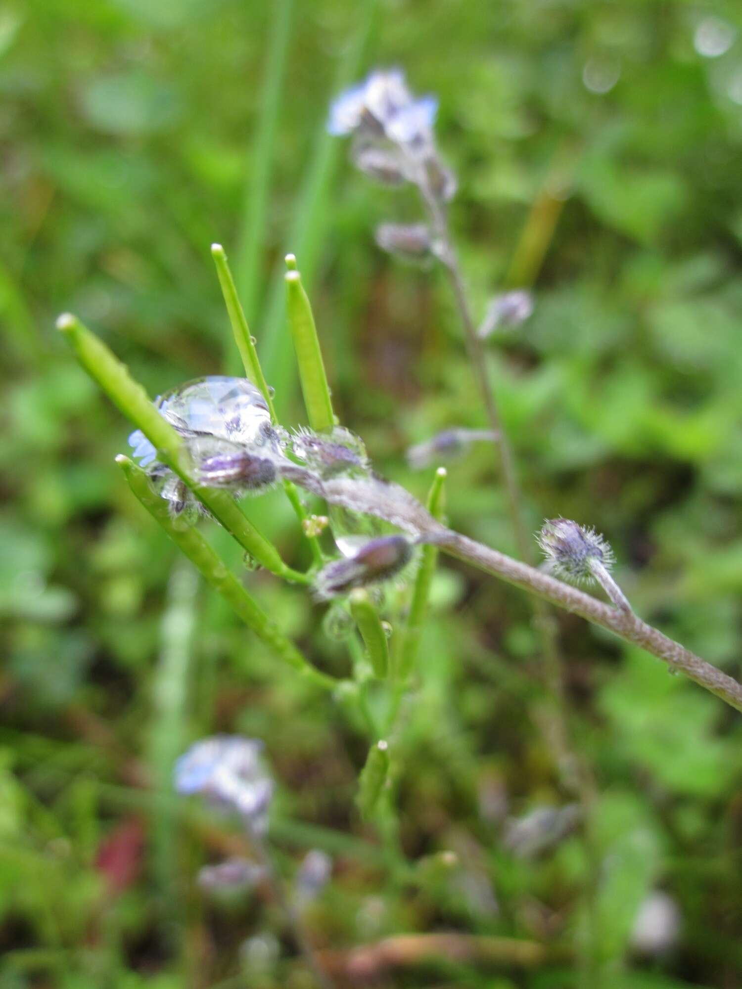 Image of strict forget-me-not