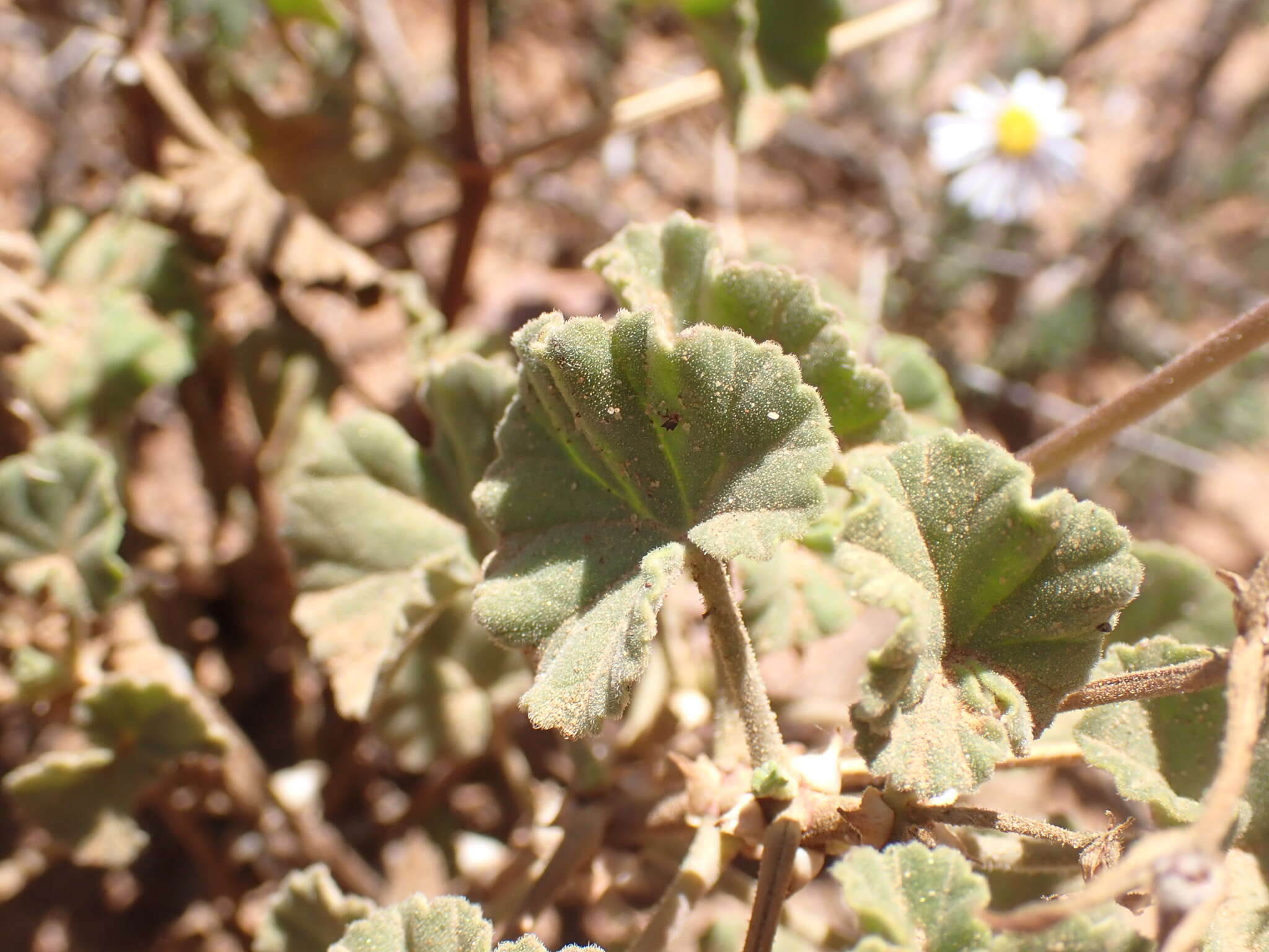 Image of Pelargonium worcesterae Knuth