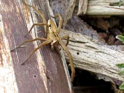 Image of Nursery-web spider