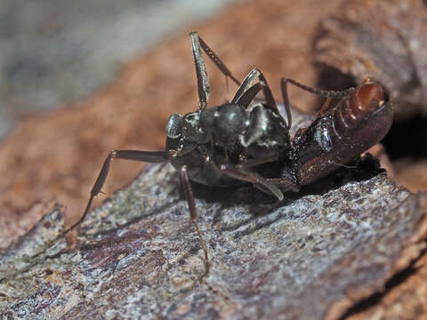 Image of Fan-bearing wood-borer