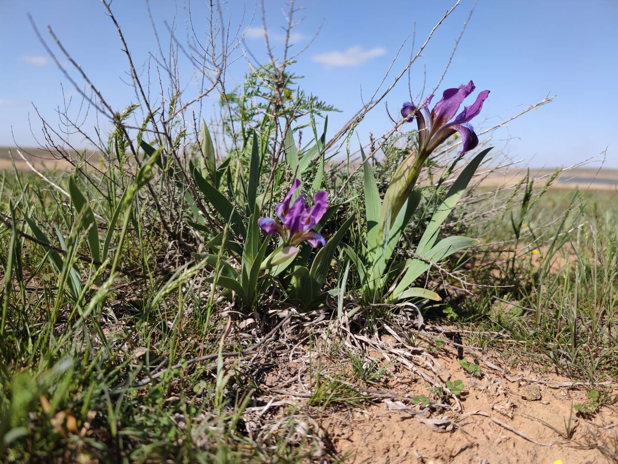 Plancia ëd Iris scariosa Willd. ex Link