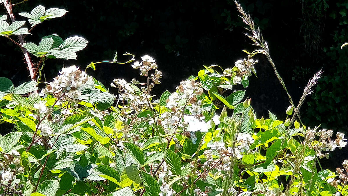 Rubus cochinchinensis Tratt. resmi