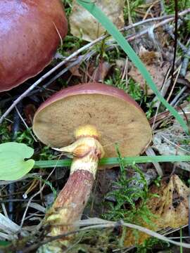 Image of Suillus grevillei (Klotzsch) Singer 1945