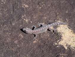 Image of Lesueur's Gecko