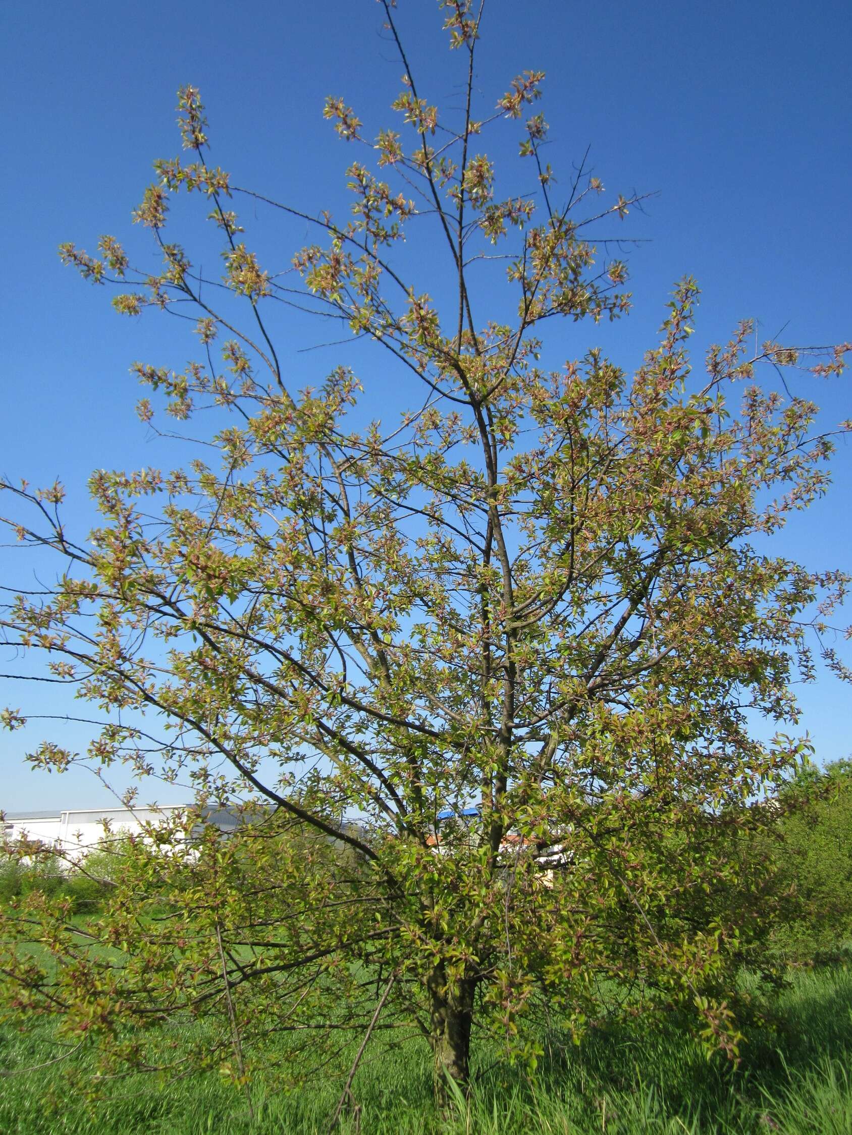 Image of black cherry