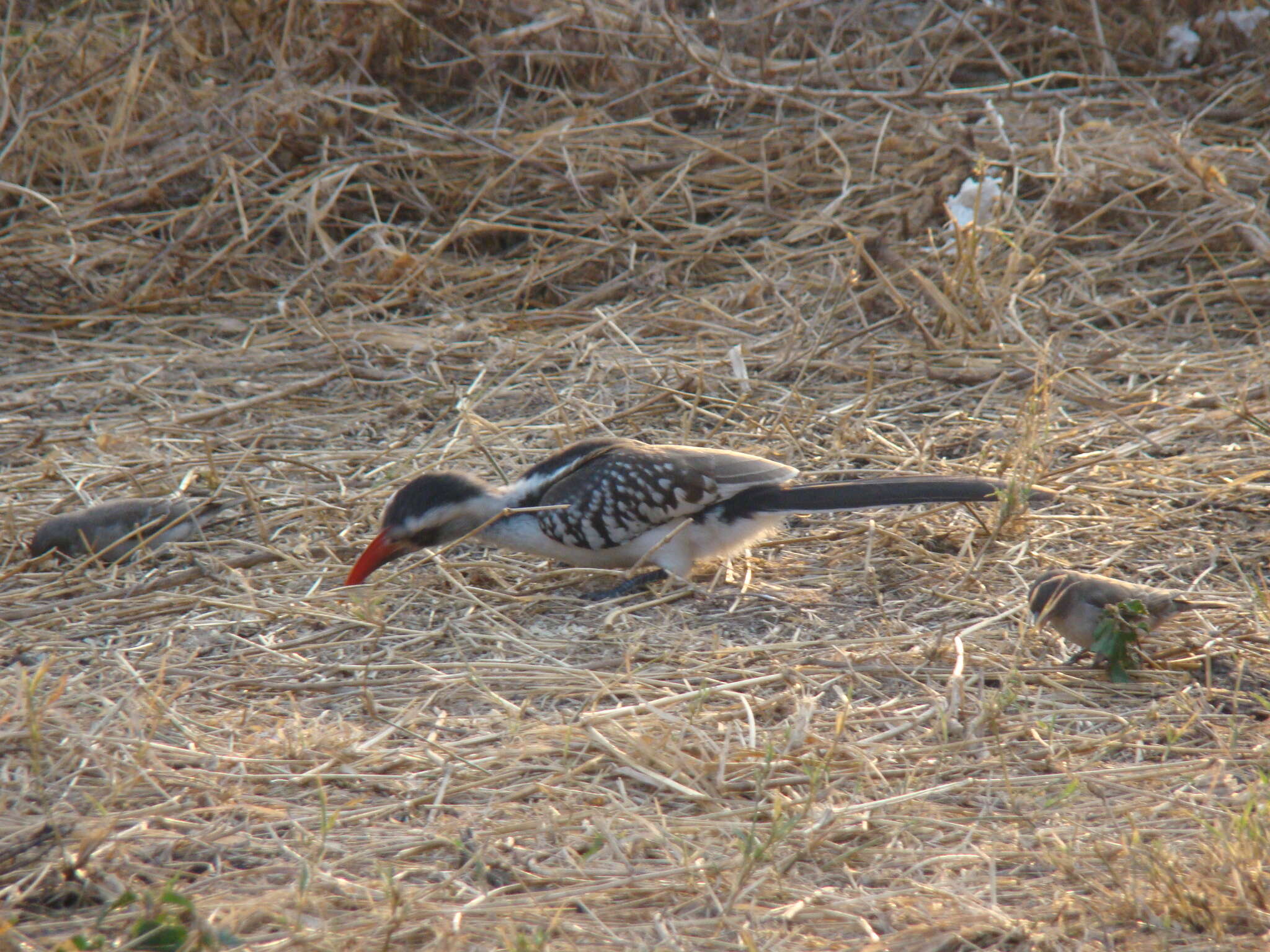 Image of Tanzanian Red-billed Hornbill