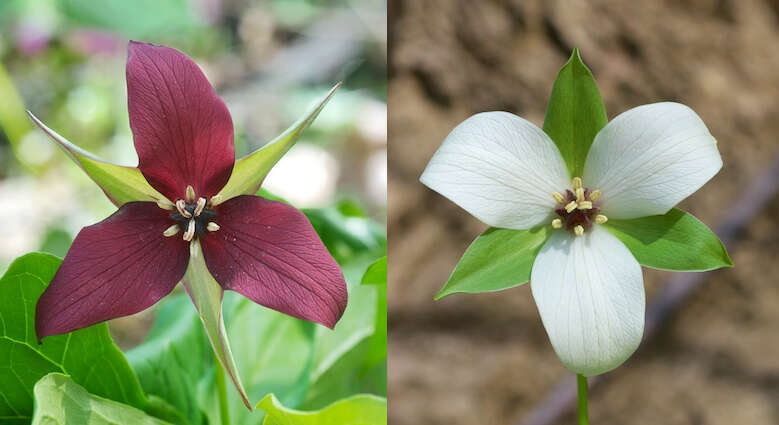 Image of red trillium