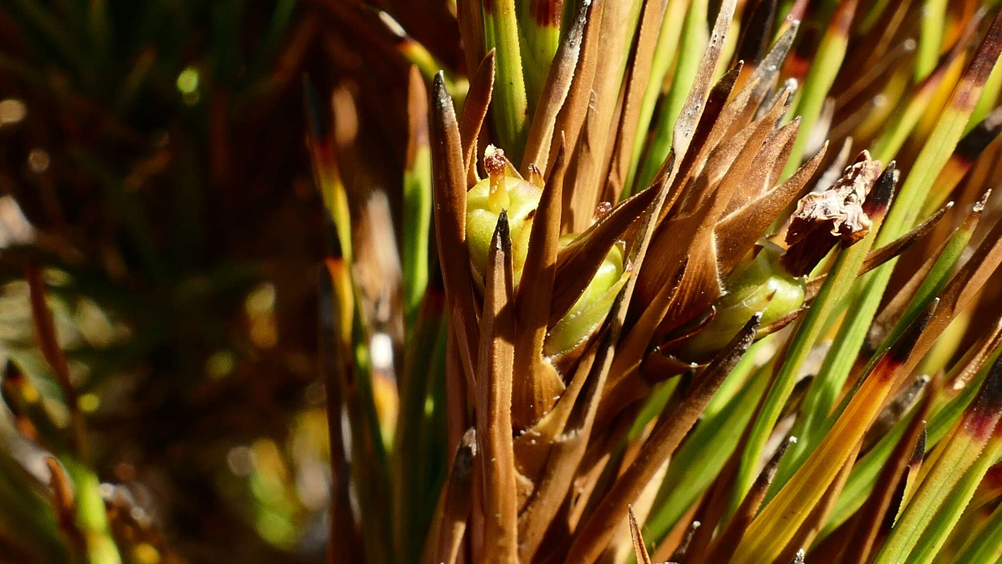 Image of Dracophyllum pearsonii T. Kirk