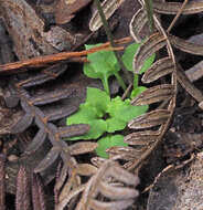 Image of Tiny greenhood