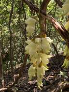 Слика од Mucuna birdwoodiana Tutcher