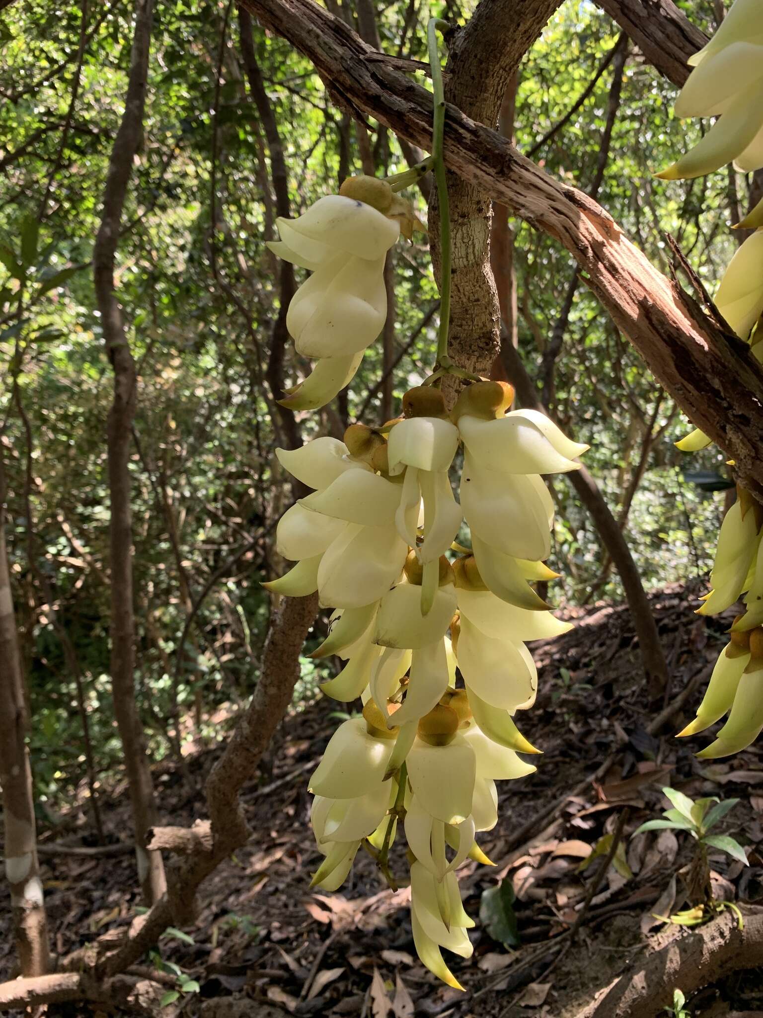 Слика од Mucuna birdwoodiana Tutcher