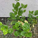 Image of Arabian jasmine