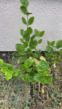 Image of Arabian jasmine