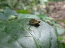 Image of Ibeotettix alticrista Günther & K. 1979