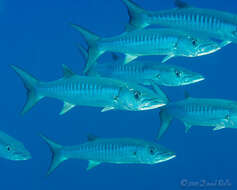 Image of Blackfin barracuda