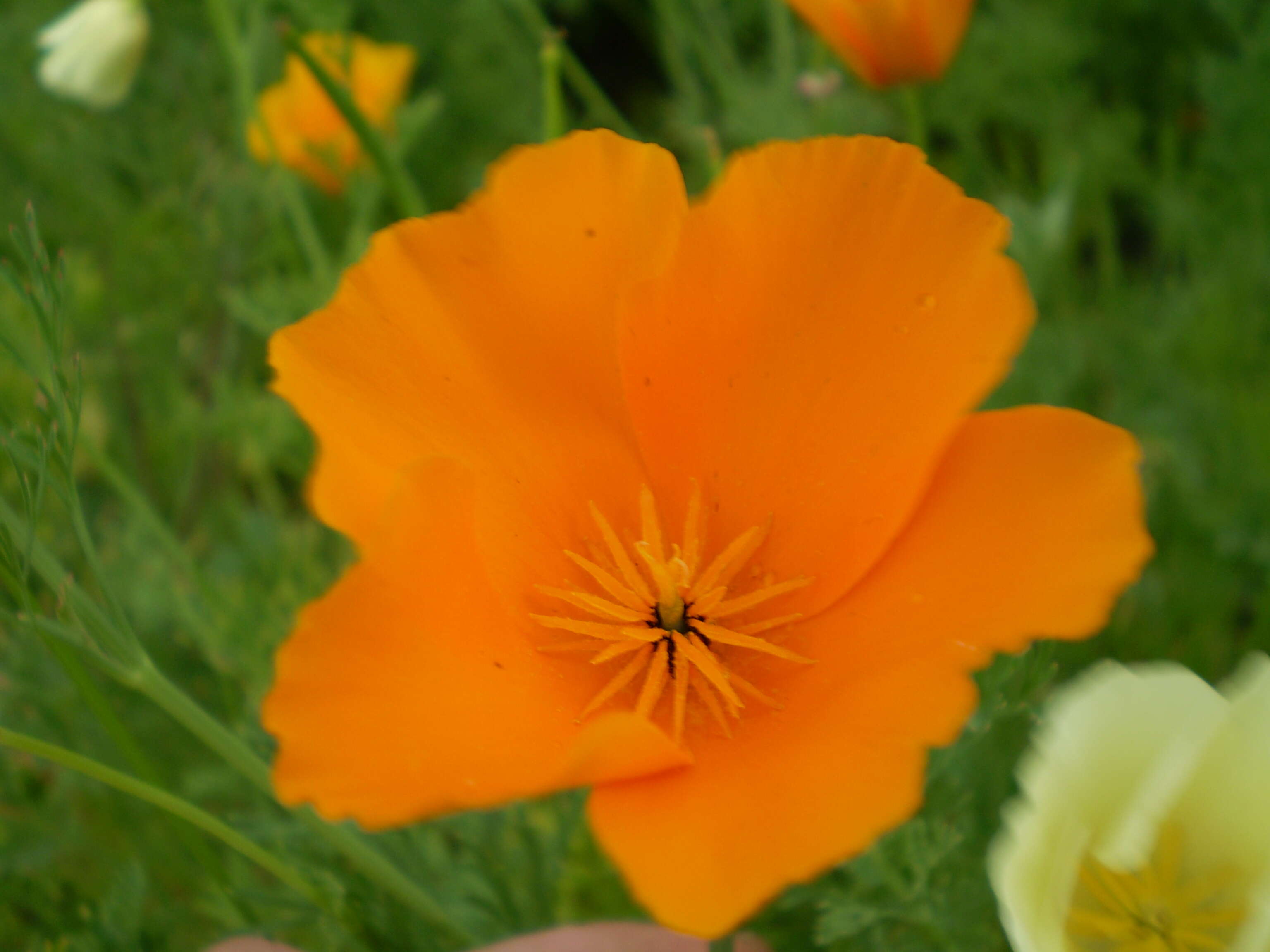 Image of California poppy