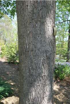 Image of Shandong Maple