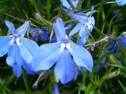 Image of edging lobelia