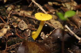 Imagem de Hygrocybe chromolimonea (G. Stev.) T. W. May & A. E. Wood 1995