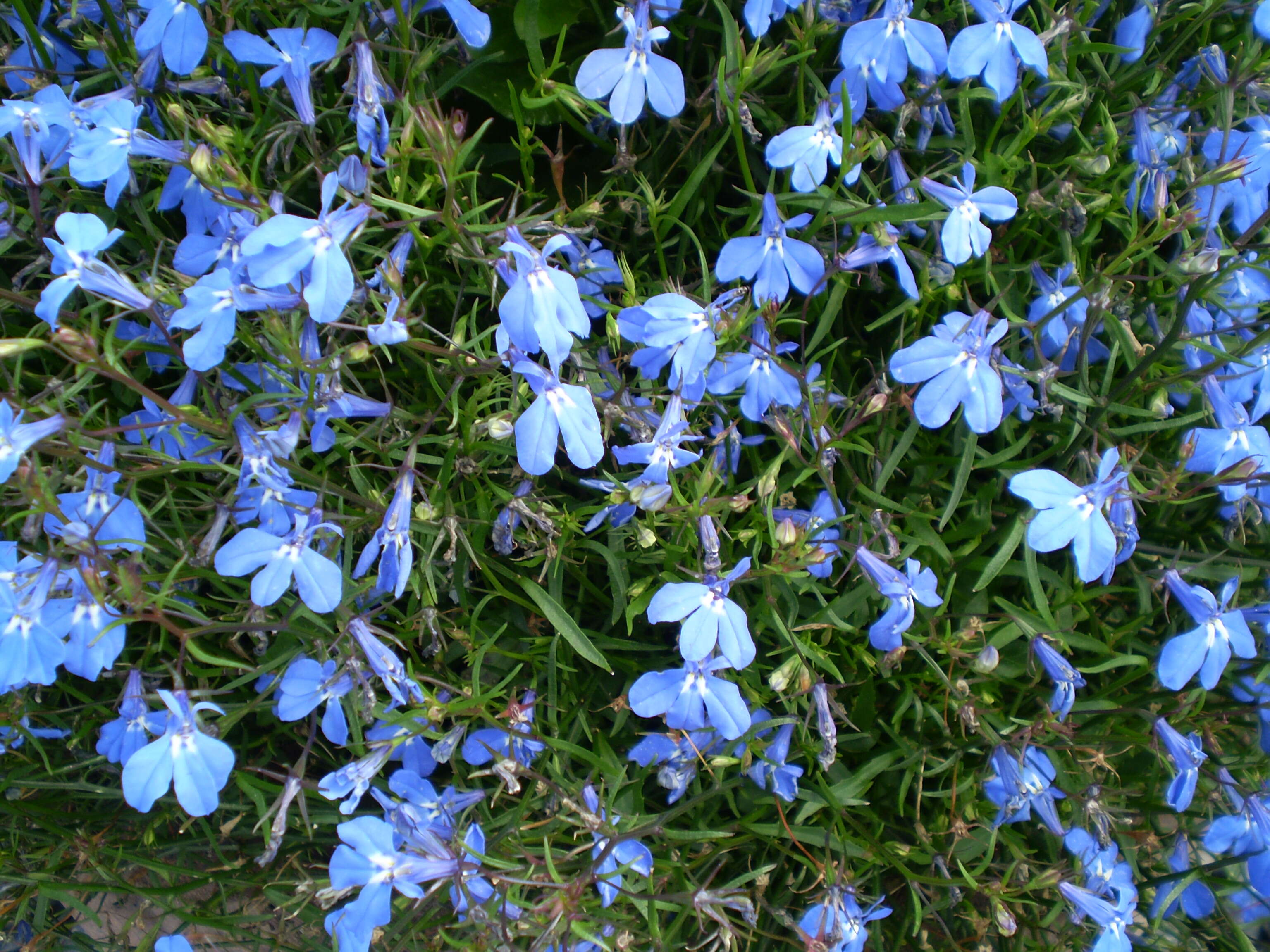 Image of edging lobelia