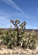 Image of Joshua tree