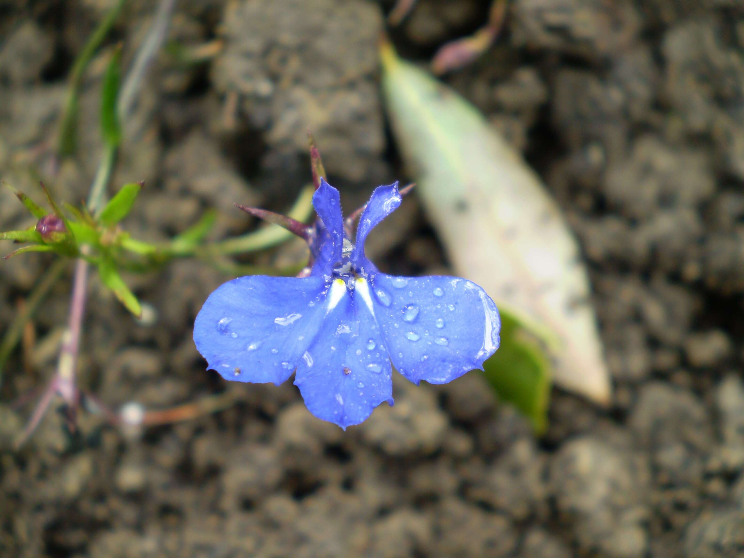 Image of edging lobelia