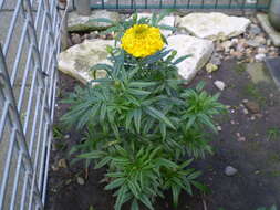 Tagetes erecta resmi