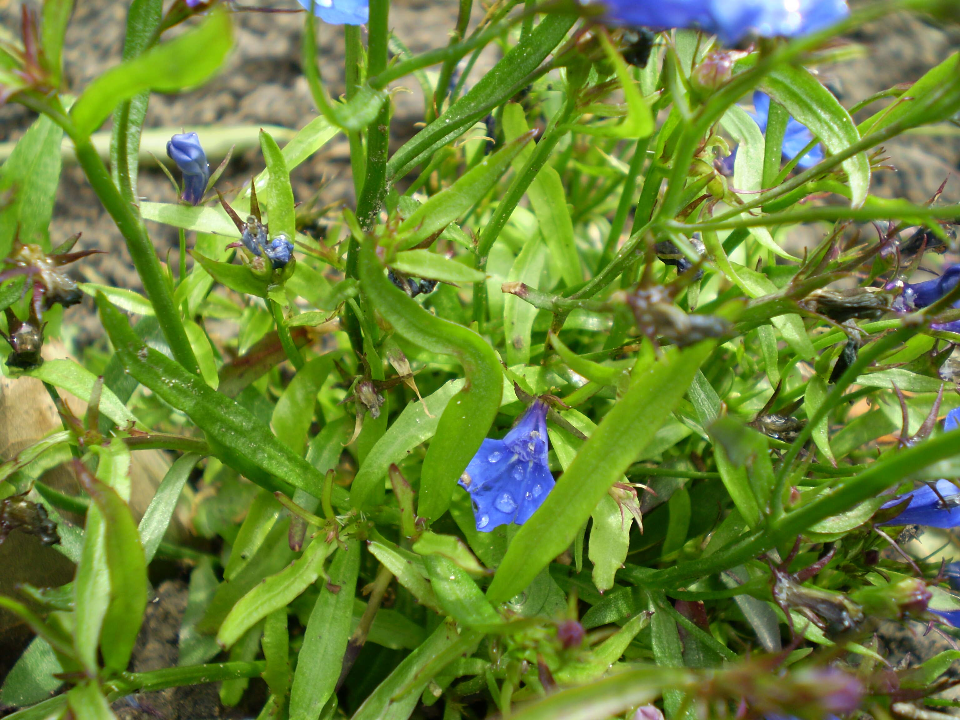 Image of edging lobelia