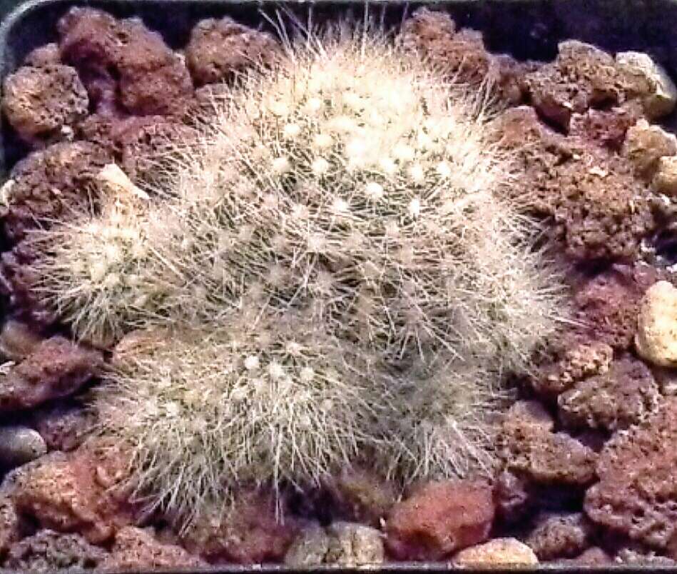 Image de Mammillaria schwarzii Shurly