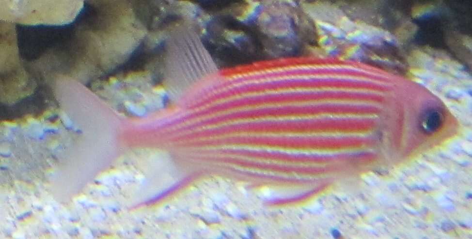 Image of Hawaiian Squirrelfish