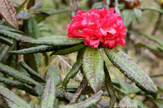 Image of Tree Rhododendron