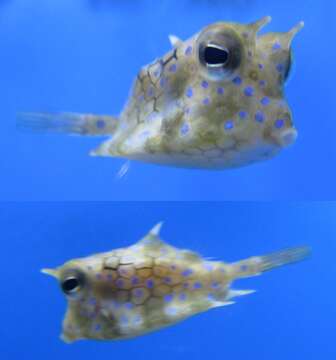 Image of Shorthorn cowfish