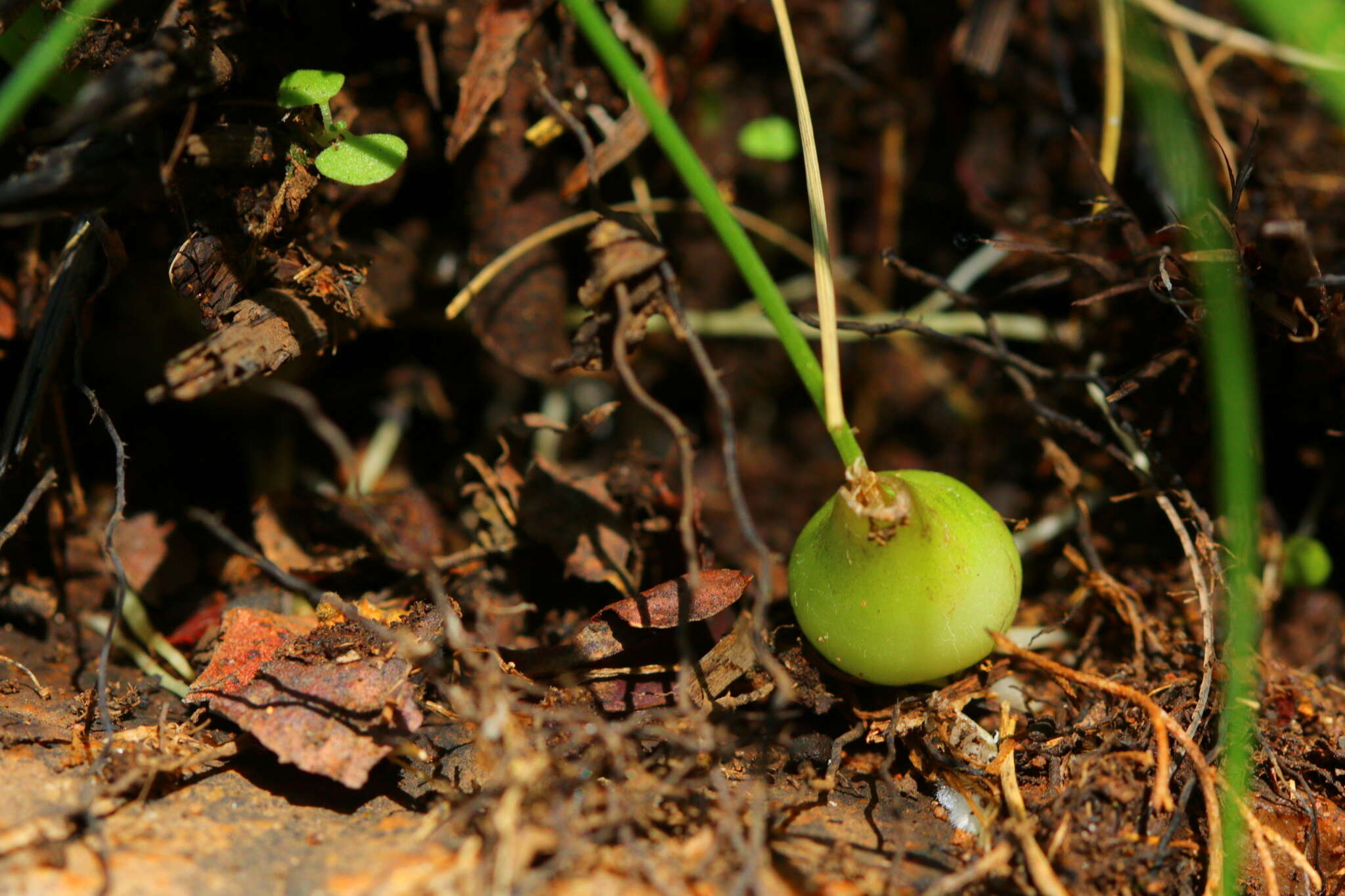 Image of Albuca shawii Baker