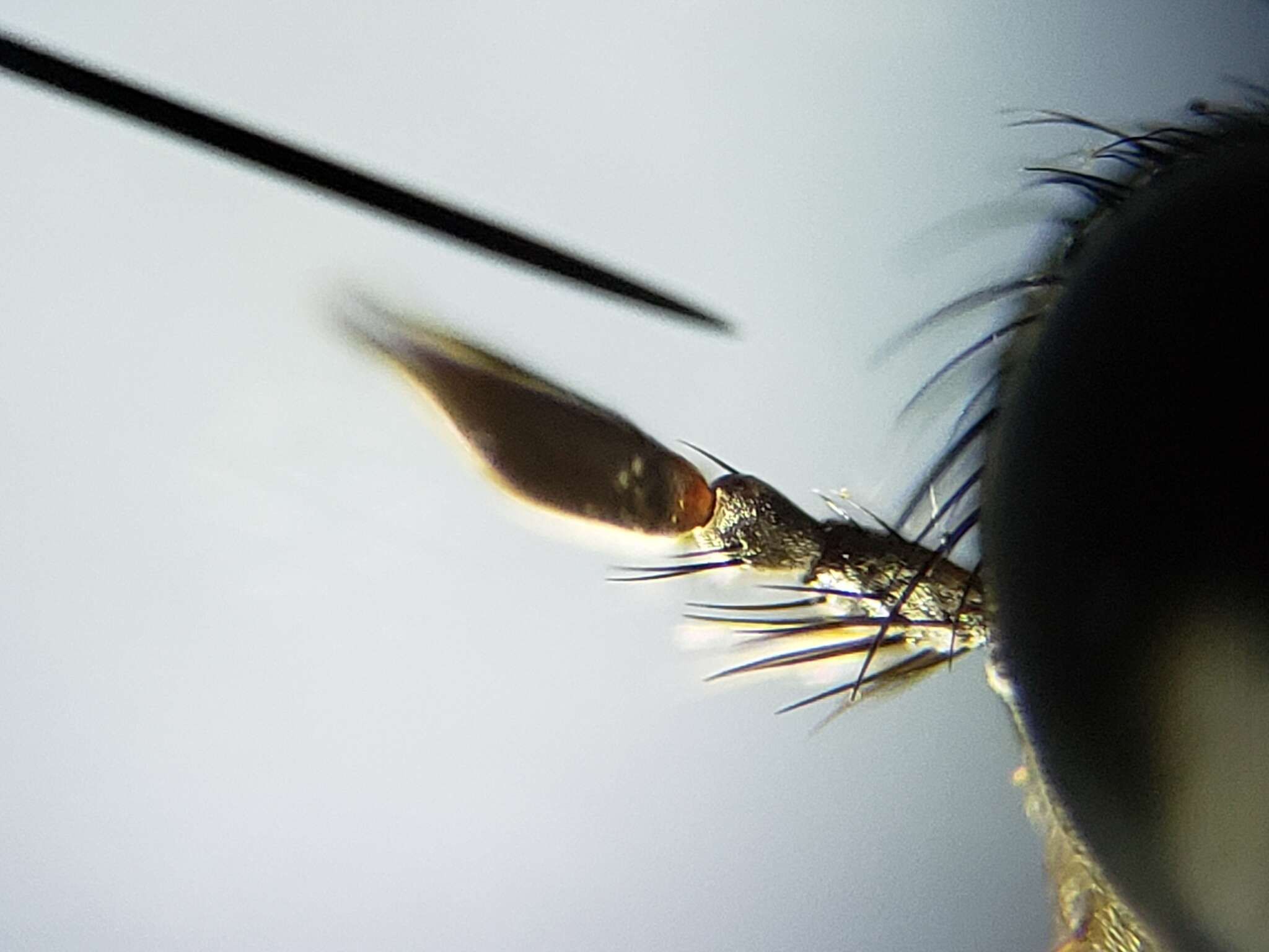 Image of Scleropogon floridensis (Bromley 1951)